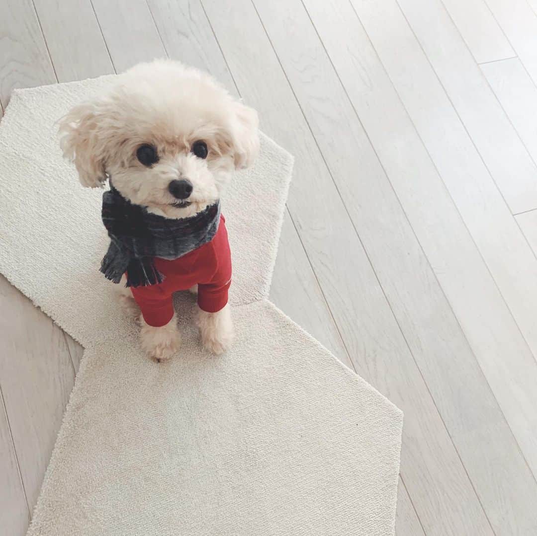 mizuのインスタグラム：「ちょこん」