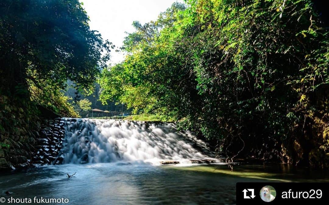 西条市さんのインスタグラム写真 - (西条市Instagram)「写真で行った気になるけど﻿ ﻿ 見よったら﻿ ほんまに行ってみたくなる﻿ ﻿ SNSあるある﻿ ﻿ ﻿ #写真の力 #本谷公園﻿ #行きたいところインスタで探す人増えたよね﻿ #滝めぐり #滝巡り #滝ジャパン #そうだ滝行こう #ig_waterfalls #waterfalls #トレッキング #treckking  #愛媛 #四国 #瀬戸内 #Ehime #Shikoku #Setouchi #inaka #田舎暮らし #愛媛旅行 #四国旅行 ﻿ ﻿ ﻿  @afuro29 with @get_repost﻿ ・・・﻿ 朝イチ　ポートレート撮影前に﻿ 下見の時に滝を見つけてたので﻿ 長靴をはいて滝の近くに行ってみた‼️ #lovesaijo﻿ #本谷温泉公園 ﻿ #写真を撮ってる人と繋がりたい ﻿ #写真を撮るのが好きな人と繋がりたい ﻿ #滝﻿ #風景﻿ #Nikon﻿ #D750﻿ #24120f4﻿」11月20日 13時51分 - lovesaijo