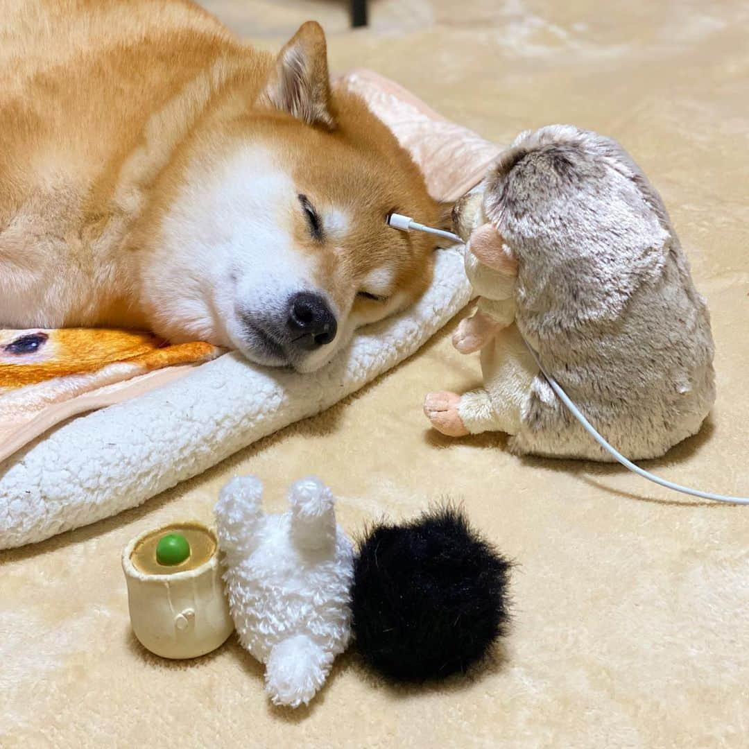 まる（まるたろう）さんのインスタグラム写真 - (まる（まるたろう）Instagram)「Good night✨🐶💤✨えっと。。ハリーさん少し大きくなった？ #気のせいかな🤔 #うーん #まぁ食欲の秋だからな #充電中 #いつもお世話になっとりやす」11月21日 0時04分 - marutaro