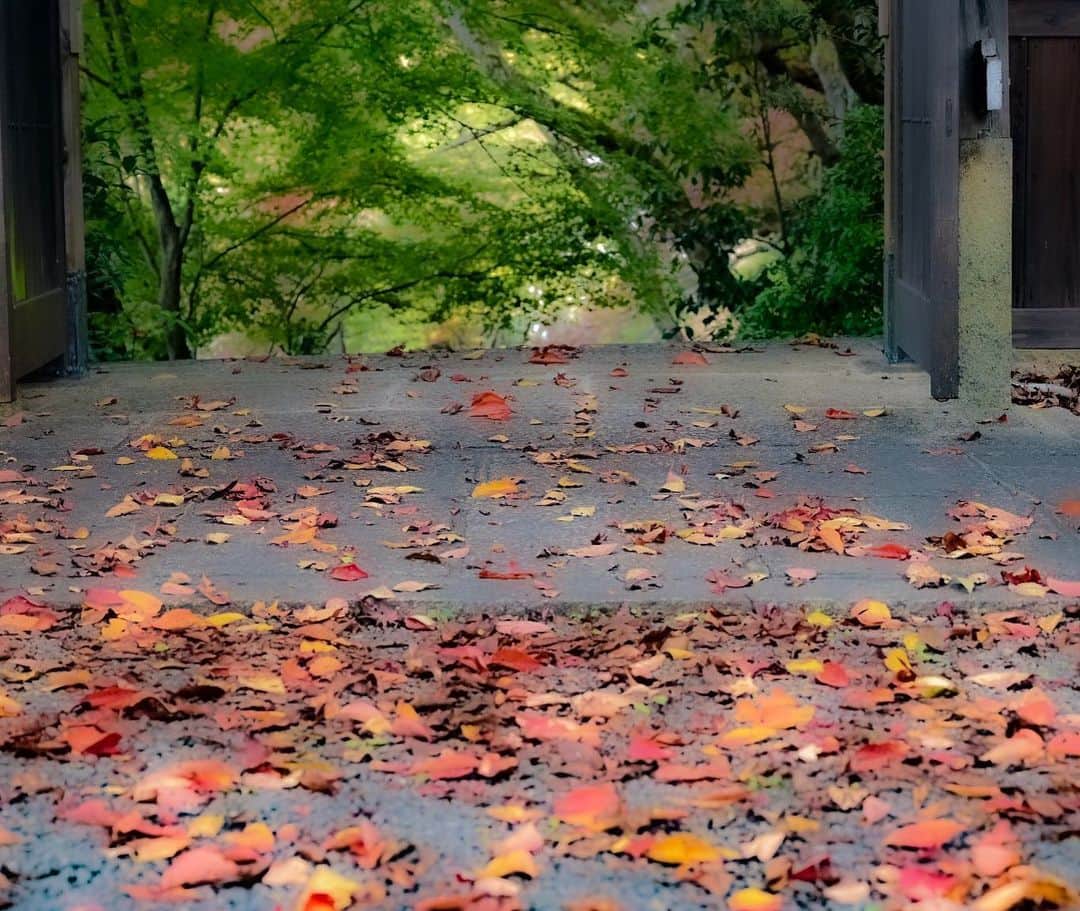 中野猛さんのインスタグラム写真 - (中野猛Instagram)「出勤前に少し早起きしてカメラ📷を手に紅葉🍁を探して歩く..。 裏も表も無く散る紅葉...。 オレもこういう生き様に美学を感じる。  #light_nikon #Nikonz6 #紅葉　#京都 #kyoto #写真好きな人と繋がりたい #nikon」11月21日 0時34分 - takeshi__nakano