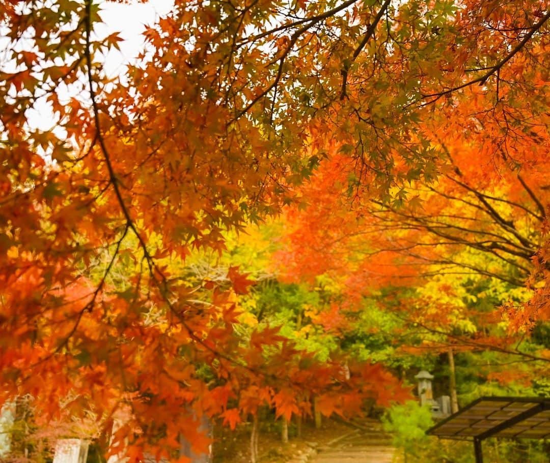 中野猛さんのインスタグラム写真 - (中野猛Instagram)「出勤前に少し早起きしてカメラ📷を手に紅葉🍁を探して歩く..。 裏も表も無く散る紅葉...。 オレもこういう生き様に美学を感じる。  #light_nikon #Nikonz6 #紅葉　#京都 #kyoto #写真好きな人と繋がりたい #nikon」11月21日 0時34分 - takeshi__nakano