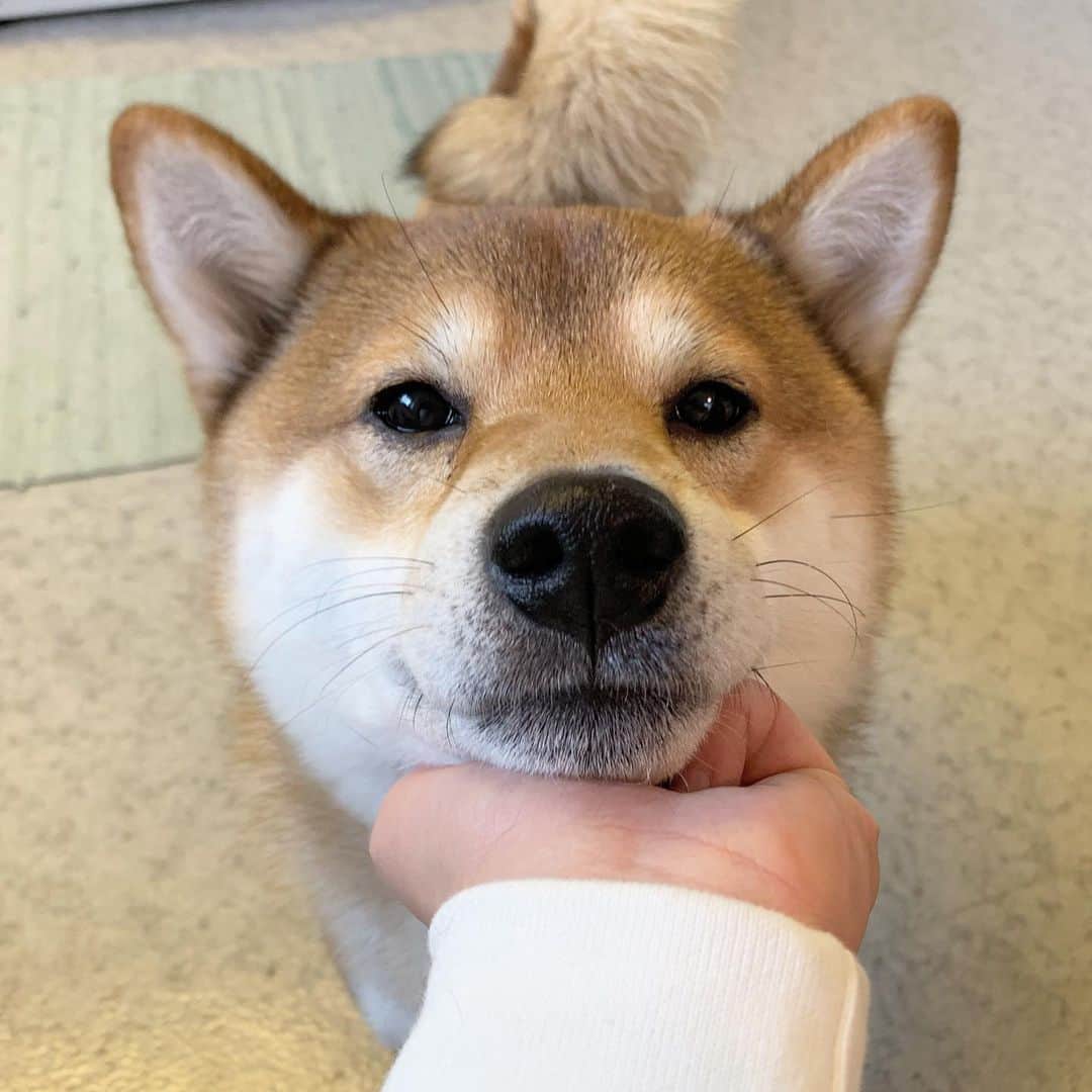 ?Fricko the Shiba Inu?のインスタグラム：「Henlo hoomans!!❤️😘 🐾 🐾 🐾 🐾 #Fricko #🐶 #☀️ #shiba #shibainu #dog #柴犬 #赤柴  #adorable #shibalovers #shibaholics  #dogoftheday  #weeklyfluff #aww #dogstagram  #dogscorner #puppiesofinstagram #shibapuppy」