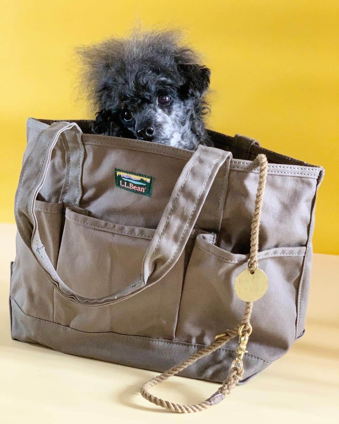 のインスタグラム：「身長約30㌢のシリにちょいどいい👜 boat and toteだと深すぎて🐶 ポケットに💩袋とかおやつ🥓とか入れられるしすごく便利👏 コットンだから汚れても洗える😙 これすっごくオススメ👍 #llbean #llbeanトート #llbeanpets #dog #dogcarrier #totebag #fashion #foundmyanimal #dogstagram #toypoodle #doglover」