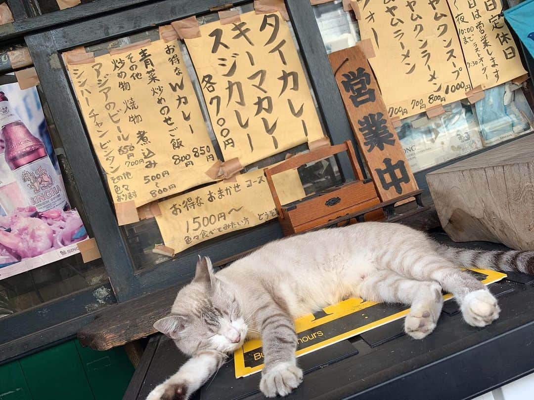 松村香織のインスタグラム：「今まで出会ったのらねこちゃんの中で ダントツ可愛かった🐾  しかしフォルダを見返したら 載せてない写真ばかり…  古い写真とかを今更 インスタ更新していくのあり？なし？  #ねこすたぐらむ #猫 #ねこ #のらねこ #向島」