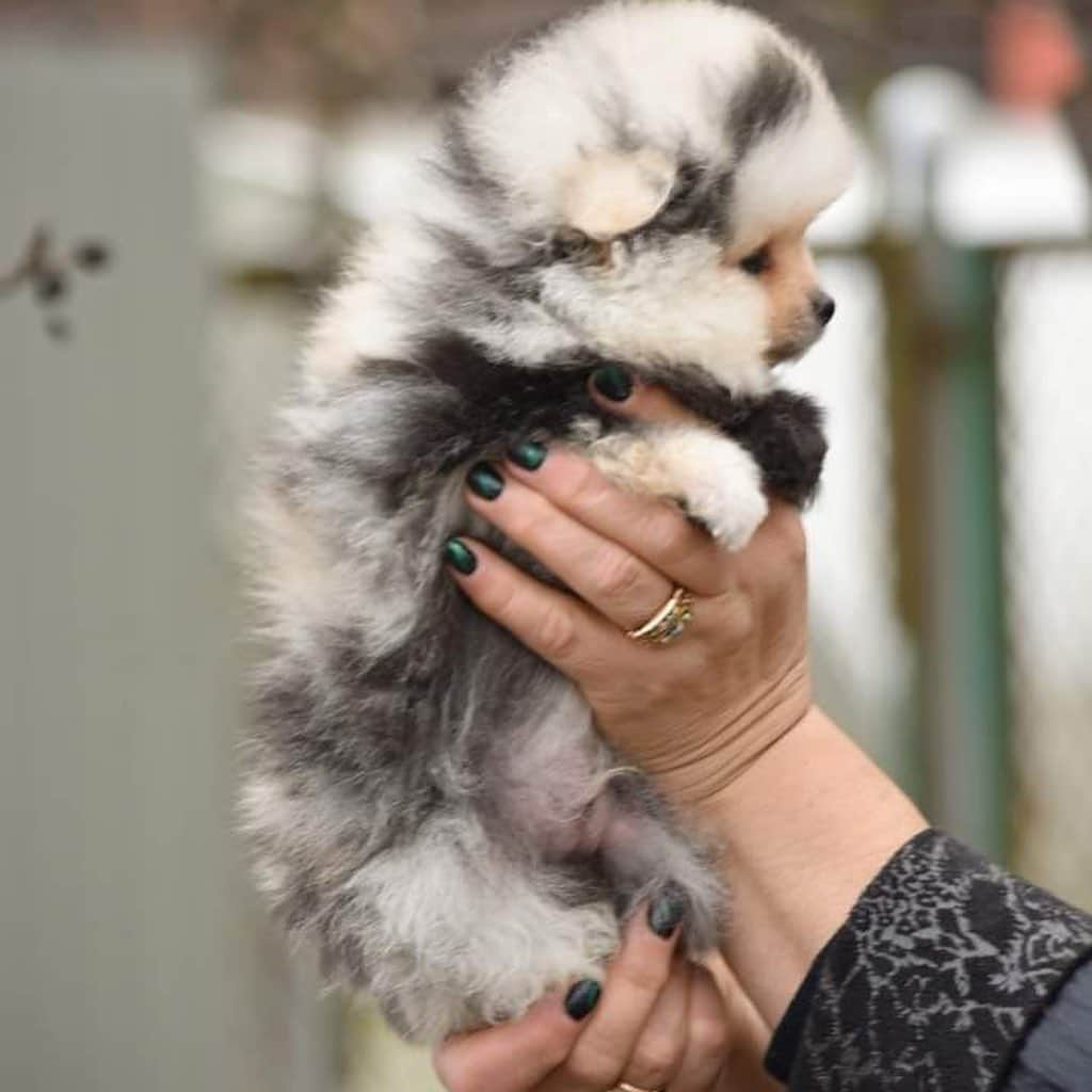 Puppy For Sale.さんのインスタグラム写真 - (Puppy For Sale.Instagram)「Несколькими постами ранее у нас была дискуссия, на тему мраморного окраса: нравится он или нет? ⠀ Есть как ярые сторонники, так и ярые противники мерле середины, как правило не бывает. То есть равнодушных нет! ⠀ Хочется услышать ваше мнение о таком замечательном мальчишке, который подрос в нашем питомнике: нравится или нет? ⠀ #merle #pomeranian #pom #pompom #померанскийшпий #шпиц #пом #artsimpatiya @artsimpatiya」11月20日 19時19分 - artsimpatiya