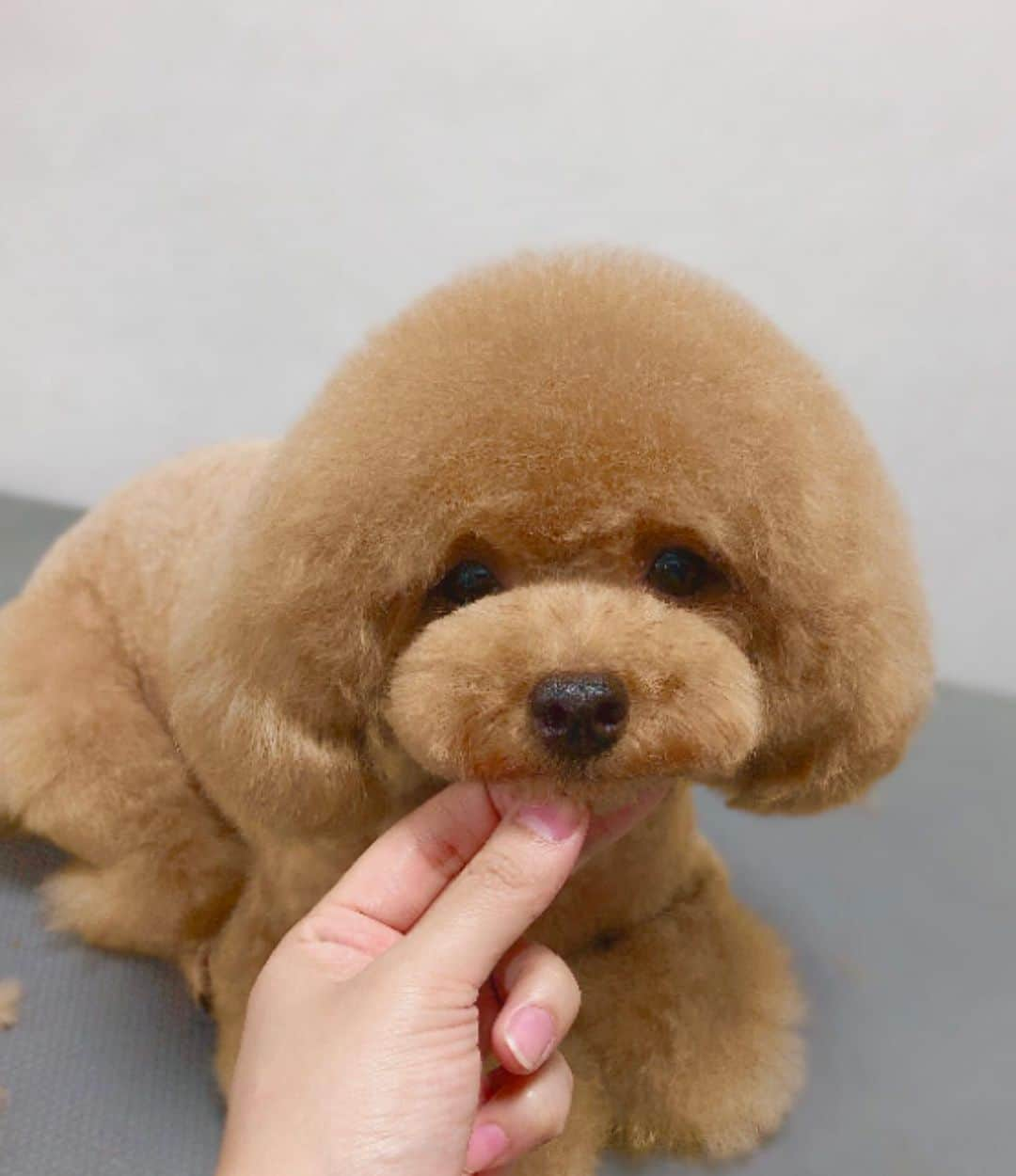 doghug (ドッグハグ) 豊洲本店のインスタグラム