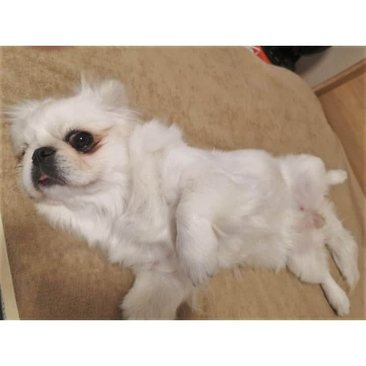 DogHuggyさんのインスタグラム写真 - (DogHuggyInstagram)「＼🐶わんちゃん豆知識クイズ🐶／⠀ 今週はわんちゃんの[寝方]からの出題です🐾⠀ ⠀ ⠀ ■問題⠀ この写真のわんちゃんの寝方はなんという？⠀ ⠀ 今回はサービス問題です！笑⠀ ドッグホストさんのおうちでこんなにリラックスしている姿を見ると嬉しくなりますね🍀⠀ ⠀ ⠀ わかった方はコメント欄で教えてくださいね～！🖊✨⠀ ⠀ #pekingese #instadog #dog #dogstagram #doglover #pet #instapet #dogquestion #ペキニーズ #犬 #いぬ #わんこ #犬のいる生活 #いぬすたぐらむ #わんすたぐらむ #犬バカ部 #いぬばか #いぬら部 #いぬ部 #いぬのいる生活 #ぺろ寝⠀ #ドッグホスティング #ドッグホスト #doghuggy #ドッグハギー⠀ #おうちでお預かり」11月20日 20時00分 - doghuggy