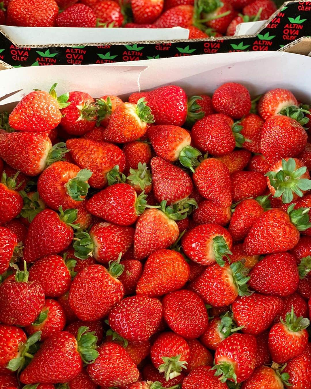 加藤超也さんのインスタグラム写真 - (加藤超也Instagram)「「いちご」 トルコ生活で今日の🍓が 1番状態良かった。  食材が良いと自然とテンション上がる。 生産者に感謝🙏  冬にかけて、いちごが美味しくなる季節。 風邪予防、疲労回復の為にも、 ビタミンCを意識的に摂取したいものです！  #strawberry  #fragola  #vitamin  #いちご #ビタミンC」11月20日 21時04分 - cuore_kato