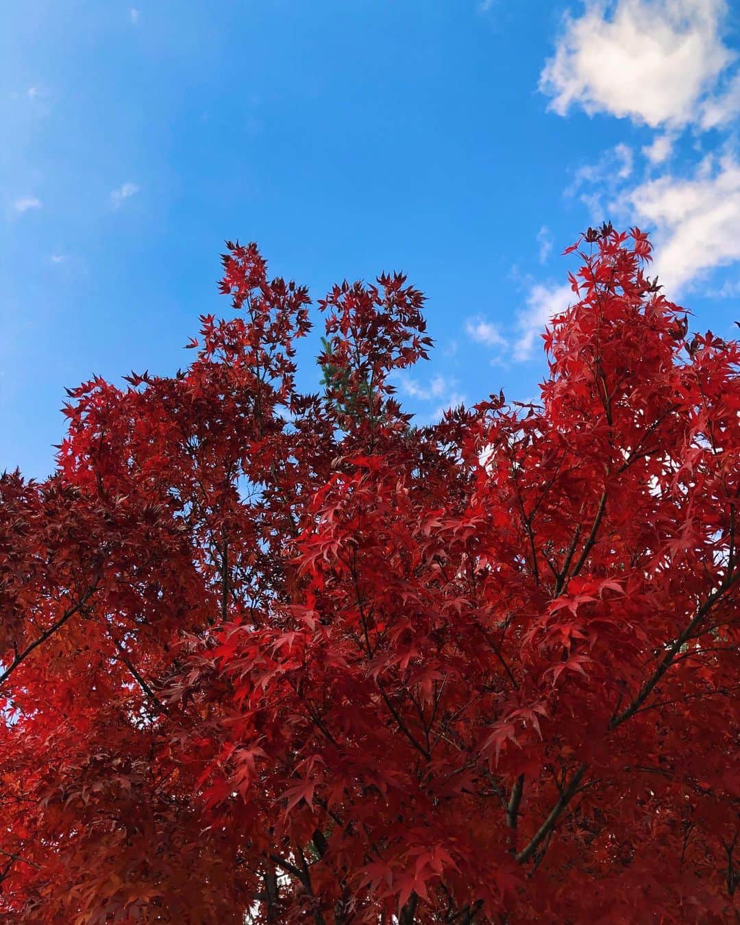 のインスタグラム：「🌐 絶叫からの紅葉景色が最高に綺麗だった…🎢🍁この写真は下からだけど🤳いいお天気で気持ちよかったなぁ。私のインスタに赤が大半を占める写真が登場するのは珍しいかも ♦️♦️♦️」