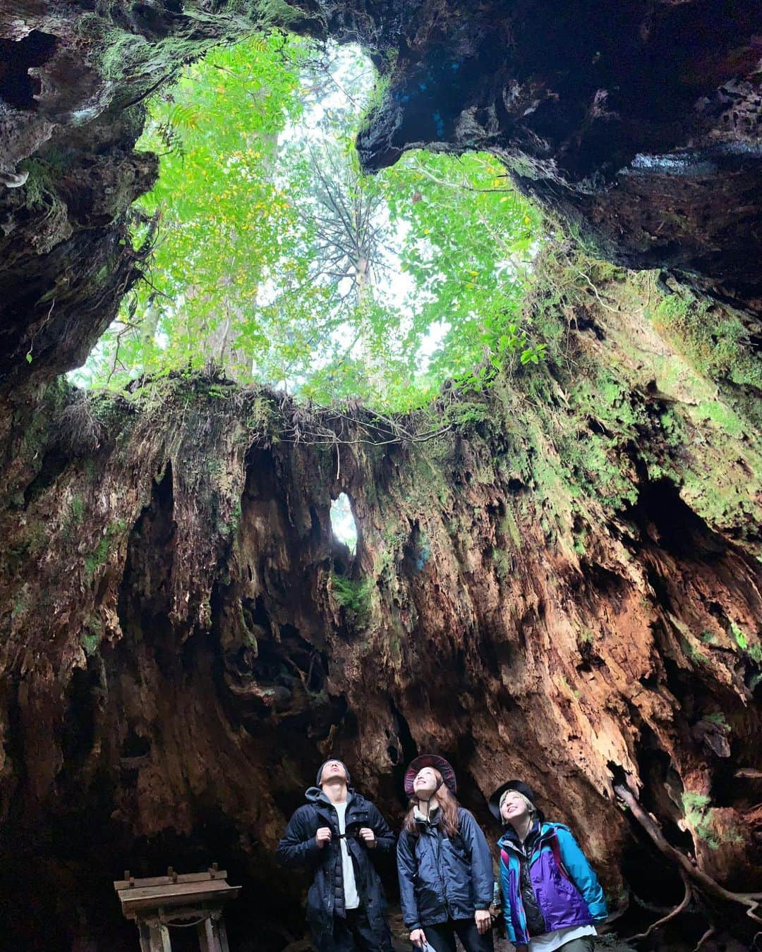 石井亜美さんのインスタグラム写真 - (石井亜美Instagram)「⛰ . ずっと憧れだった場所、屋久島に来ています🥺 ２日目はAM2:30起床、 10時間のトレッキングで縄文杉へ....！！ . 美しい大自然のパワーを肌で感じて、 息を飲むような景色の連続に心洗われたあああ！！ . そして終わった後の達成感ったら🤣🤣 (１日で3万950歩、往復22キロの山道！) . 本当に途中は過酷すぎてどうしようかと思ったけど笑 @miriishii & @yuyaimamura_ の ハッピーな二人のおかげで楽しくゴールできました！！ . いやーーーー屋久島はやっぱり凄い。。 自然の強さをしっかり受け取って帰ってきます！！ (今回はYouTubeも撮影しているよ！ 映像監督の優也くんの撮影する屋久島が 美しすぎるんだわ...⛰ SpecialなVLOGになると思う🤤✌️編集楽しみ！) . . #yakushima #kyushu #yakushimaisland #jomonsugi #屋久島」11月20日 21時16分 - ami_ishii_