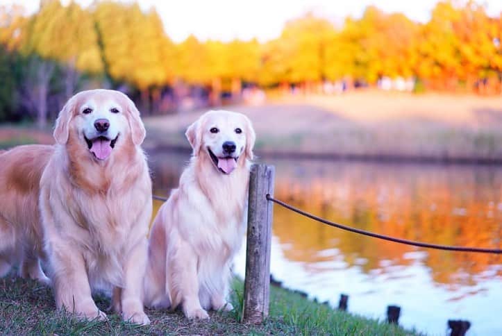 まゆみさんのインスタグラム写真 - (まゆみInstagram)「。 。 行け行け銀杏🤣 大放出 。 。 #あーぺーフォト #ゴールデンレトリバー#goldenretriever#dog#犬#あーるん#golden#retriever#doglover#insta_dog#ぺんぺん子ちゃん#welovegoldens#Instagram#Instagramjapan#Instagramdogs#9gag#dogstagram#dogsofinstagram#dogs#doggy」11月20日 21時53分 - aarun_evolution