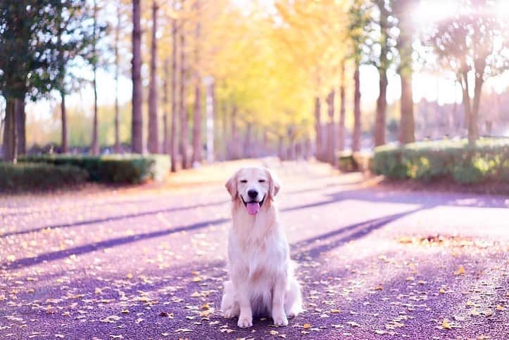まゆみさんのインスタグラム写真 - (まゆみInstagram)「。 。 行け行け銀杏🤣 大放出 。 。 #あーぺーフォト #ゴールデンレトリバー#goldenretriever#dog#犬#あーるん#golden#retriever#doglover#insta_dog#ぺんぺん子ちゃん#welovegoldens#Instagram#Instagramjapan#Instagramdogs#9gag#dogstagram#dogsofinstagram#dogs#doggy」11月20日 21時53分 - aarun_evolution