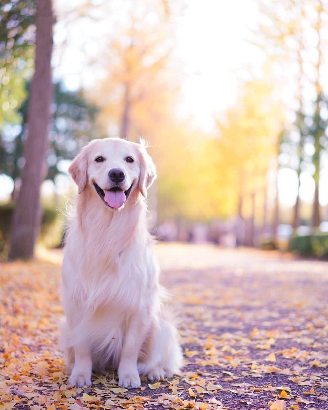 まゆみさんのインスタグラム写真 - (まゆみInstagram)「。 。 お付き合いありがとうございましたー🤣🙏🏻 。 。 #あーぺーフォト #ゴールデンレトリバー#goldenretriever#dog#犬#あーるん#golden#retriever#doglover#insta_dog#ぺんぺん子ちゃん#welovegoldens#Instagram#Instagramjapan#Instagramdogs#9gag#dogstagram#dogsofinstagram#dogs#doggy」11月20日 21時54分 - aarun_evolution