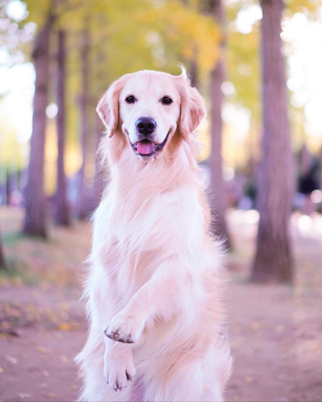 まゆみさんのインスタグラム写真 - (まゆみInstagram)「。 。 お付き合いありがとうございましたー🤣🙏🏻 。 。 #あーぺーフォト #ゴールデンレトリバー#goldenretriever#dog#犬#あーるん#golden#retriever#doglover#insta_dog#ぺんぺん子ちゃん#welovegoldens#Instagram#Instagramjapan#Instagramdogs#9gag#dogstagram#dogsofinstagram#dogs#doggy」11月20日 21時54分 - aarun_evolution