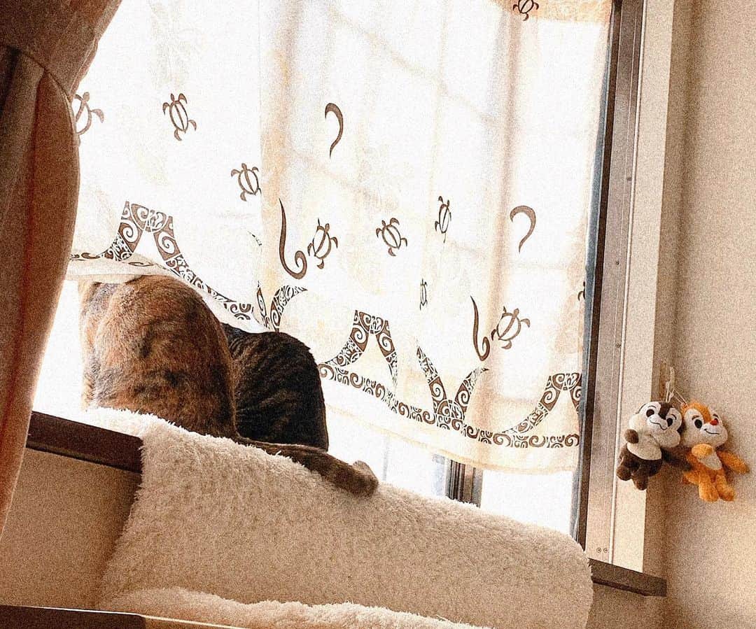南口奈々のインスタグラム：「. このいえのてっぺんがわたしたちの部屋にゃ by.茶こび姉妹 #茶こ #ちび 茶こび姉妹 #元野良猫 #元保護猫 #さくらにゃんこ」