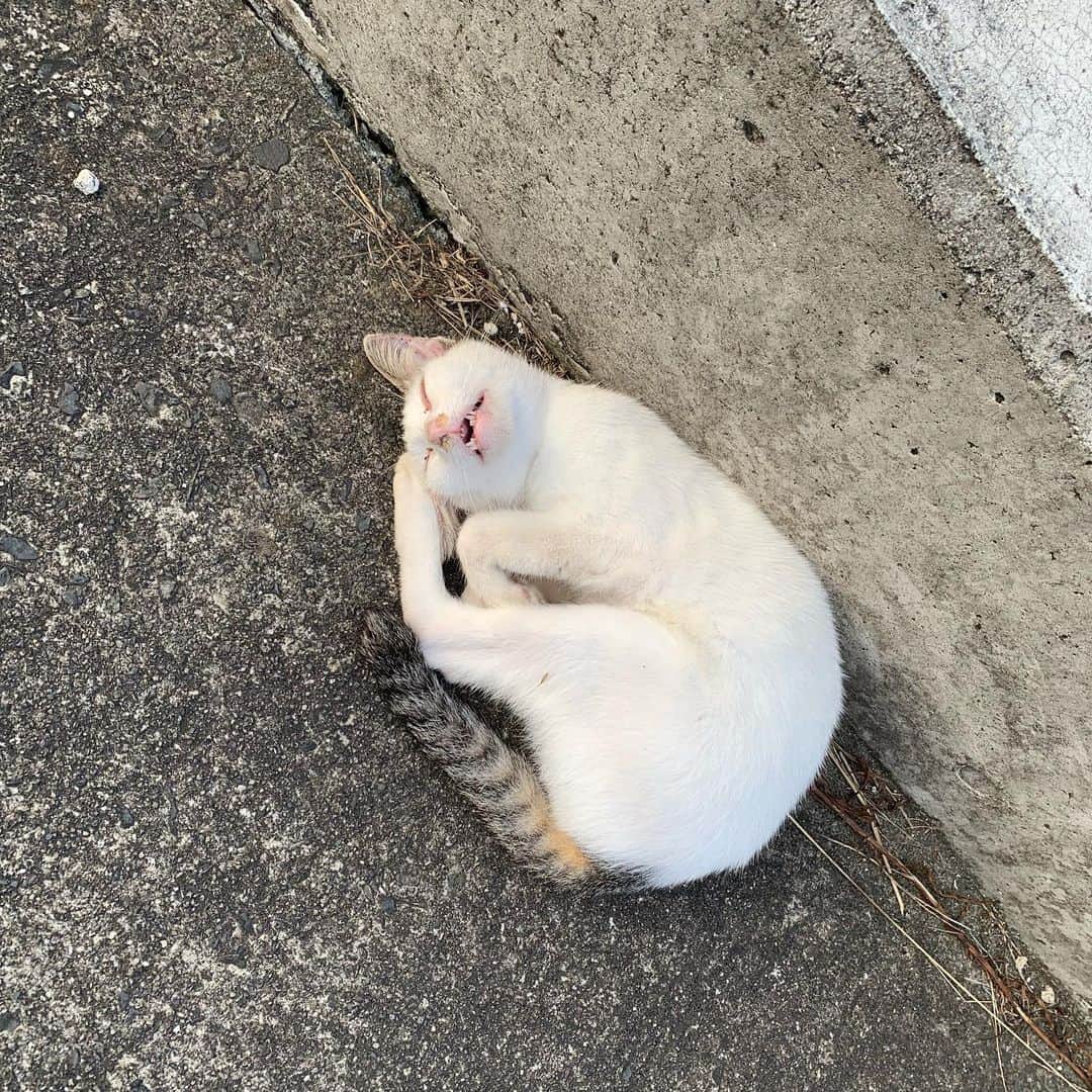 鴻池剛さんのインスタグラム写真 - (鴻池剛Instagram)「猫島たのしかったな」11月20日 22時35分 - tsuyoshiwood