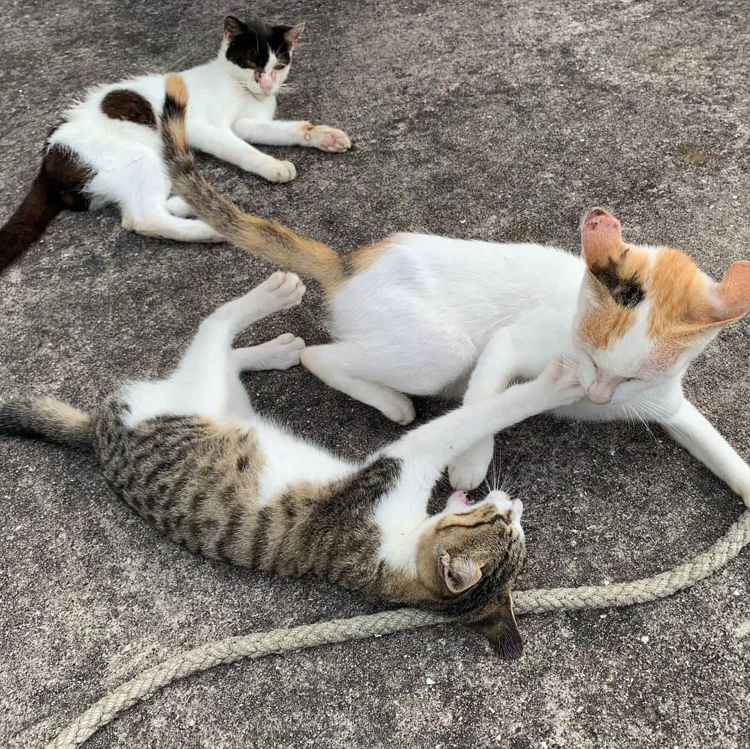 鴻池剛さんのインスタグラム写真 - (鴻池剛Instagram)「猫島たのしかったな」11月20日 22時35分 - tsuyoshiwood