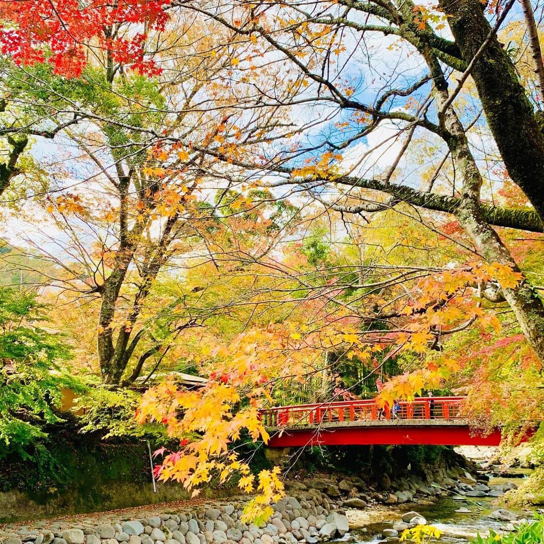 福田典子さんのインスタグラム写真 - (福田典子Instagram)「伊豆・修善寺。 ㅤㅤㅤㅤㅤㅤㅤㅤㅤㅤㅤㅤㅤ 前回来たときは、梅の綺麗な時期でしたが、すっかり秋めいていました。 ㅤㅤㅤㅤㅤㅤㅤㅤㅤㅤㅤㅤㅤ #紅葉 #紅葉狩り #修善寺」11月20日 22時58分 - norikofukuda212