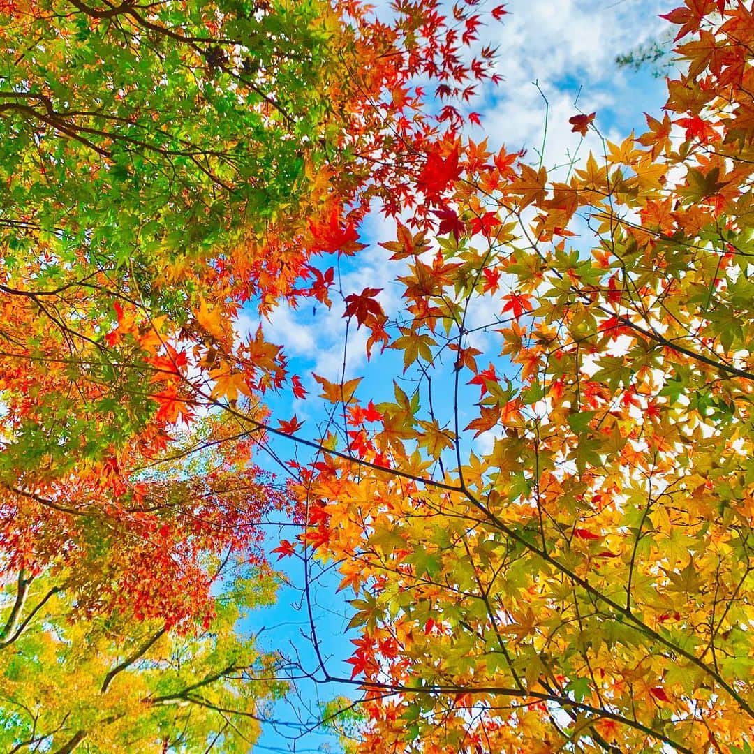 福田典子さんのインスタグラム写真 - (福田典子Instagram)「伊豆・修善寺。 ㅤㅤㅤㅤㅤㅤㅤㅤㅤㅤㅤㅤㅤ 前回来たときは、梅の綺麗な時期でしたが、すっかり秋めいていました。 ㅤㅤㅤㅤㅤㅤㅤㅤㅤㅤㅤㅤㅤ #紅葉 #紅葉狩り #修善寺」11月20日 22時58分 - norikofukuda212