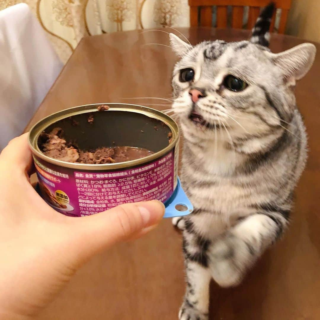 ルフさんのインスタグラム写真 - (ルフInstagram)「#luhu:"oh #meatcans 😋😋!" - - #cat #cute #catsofinstagram #angel #adorable #lovely #sadcat」11月20日 22時59分 - lanlan731