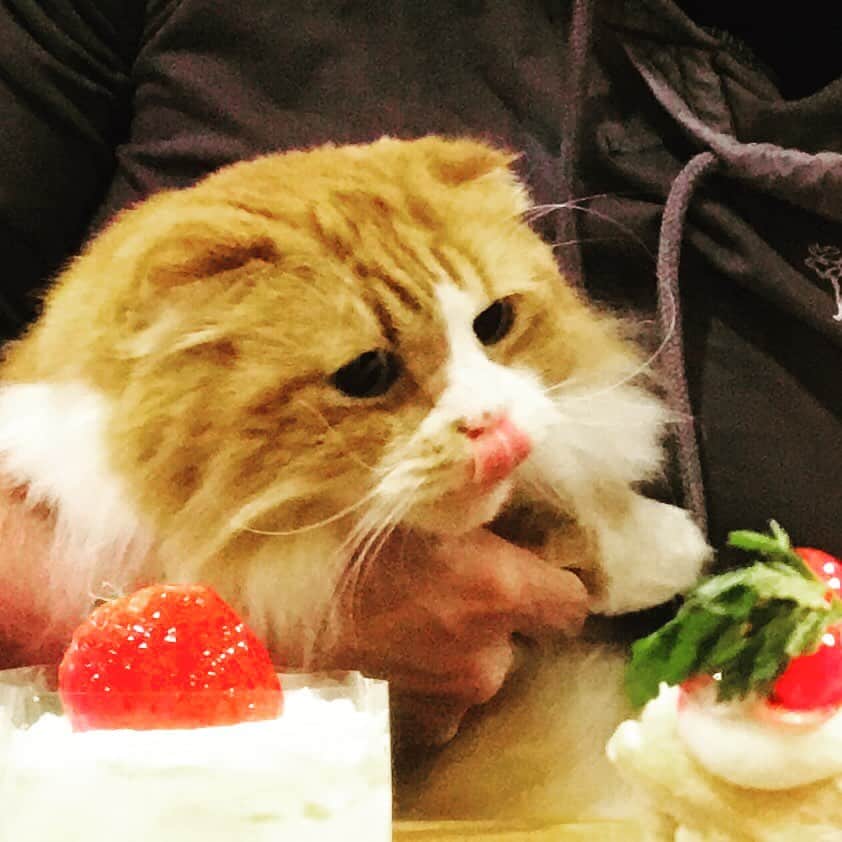 益子直美さんのインスタグラム写真 - (益子直美Instagram)「むぎタン本日8歳の誕生日💓 おめでとう㊗️ むぎタンはたべられないけど、ケーキでお祝いしました！ いい匂いに思わずぺろり。  #誕生日  #むぎタン  #11月20日生まれ」11月20日 23時11分 - naomi.masuko