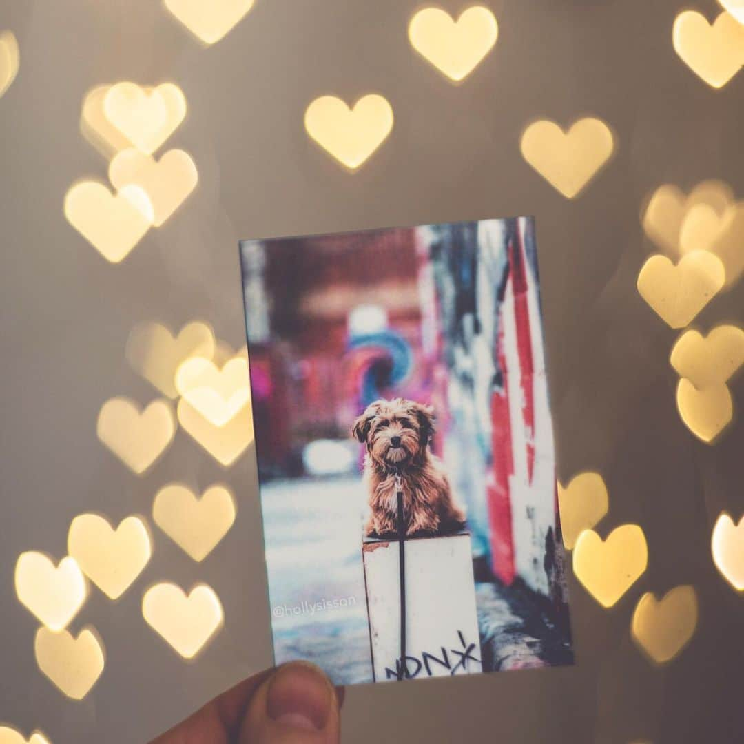 Holly Sissonさんのインスタグラム写真 - (Holly SissonInstagram)「❤️🐶 #Toronto #Havanese #dog #petphotography #bokeh ~ See more of Oliver, and Alice & Finnegan, on their pet account @pitterpatterfurryfeet ~  Canon 1D X MkII + Lomography 85mm #Petzval Art Lens (See my bio for full camera equipment information plus info on how I process my images. 😊) ~ @bestwoof #bestwoof」11月20日 23時11分 - hollysisson