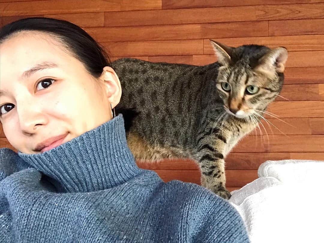 澤田泉美さんのインスタグラム写真 - (澤田泉美Instagram)「ニャーニャーニャー🐱💕 様子見て、わたしの手が空いてると甘えにくるあたりが最高にキュンとする💕 洗い物してても、料理してても目線の高さにいたりするのも可愛い💕 猫あるある。  my母は、ピリカの可愛さに魅了され 最近、ネコとの生活をはじめました❤️ #サクモンピーとの生活 #幸せ#かわいい #エジプシャンマウ #犬派#猫派 #みんなちがってみんないい」11月21日 10時25分 - izumi.sawada