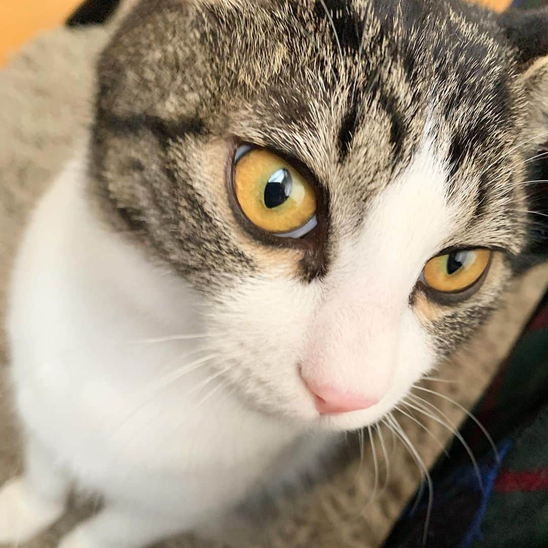 のインスタグラム：「こんなドアップに耐えられるなんて… さてはお主イケメンだな？  #猫 #ネコ #ニャンスタグラム #ねこすたぐらむ #保護猫 #保護猫と暮らす #ねこ部 #ねこさん #cat #catstaglam #mylovelycat #instacat #고양이  #kater」
