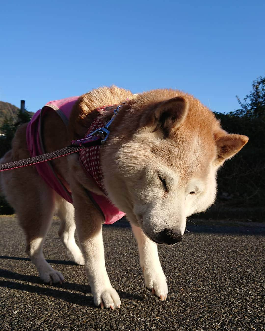 柴子さんのインスタグラム写真 - (柴子Instagram)「おはようございます。 今朝はよく晴れてるから、放射冷却で寒いです(´・ω・｀) 柴子(仮名)さん、お散歩の時には起きてくださいよ。 #柴犬　#shibainu #shibastagram」11月21日 8時59分 - senogawadogs