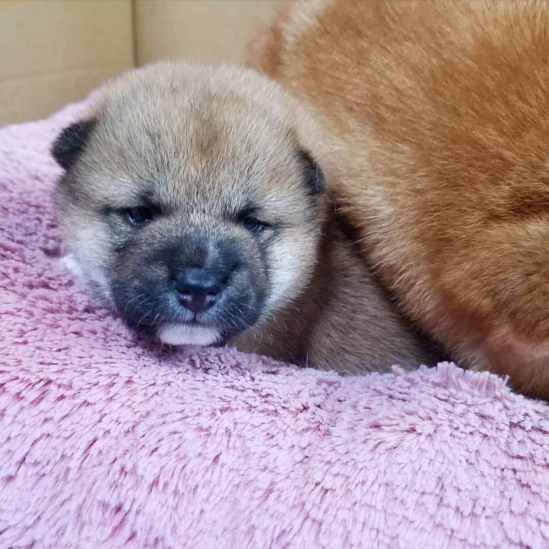 柴犬たま Shibainu Tamaのインスタグラム