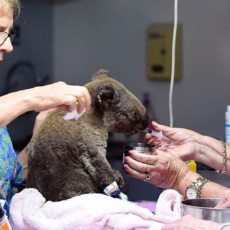 レオナルド・ディカプリオさんのインスタグラム写真 - (レオナルド・ディカプリオInstagram)「#Regram #RG @washingtonpost: Hundreds of already vulnerable koalas are feared dead in a historic bush fire that has torn through the eastern Australia coast, which has claimed the lives of at least four people. Rescuers and volunteers wandering through charred eucalyptus trees in New South Wales for marsupial survivors have found bleak signs of devastation: koalas incinerated while seeking refuge, leaving ash where conservationists hoped to tally the dead. More than 2.5 million acres have already burned on the east coast, with more fires in the west. Conservationists have raced to install water stations for surviving koalas stricken with dehydration. The stubborn animals typically rely on eucalyptus leaves for much of their water consumption, but the fires have destroyed swaths of their habitat and food source. Read more by clicking the link in the @washingtonpost bio. (Photos by Saeed Khan/AFP)」11月21日 9時19分 - leonardodicaprio