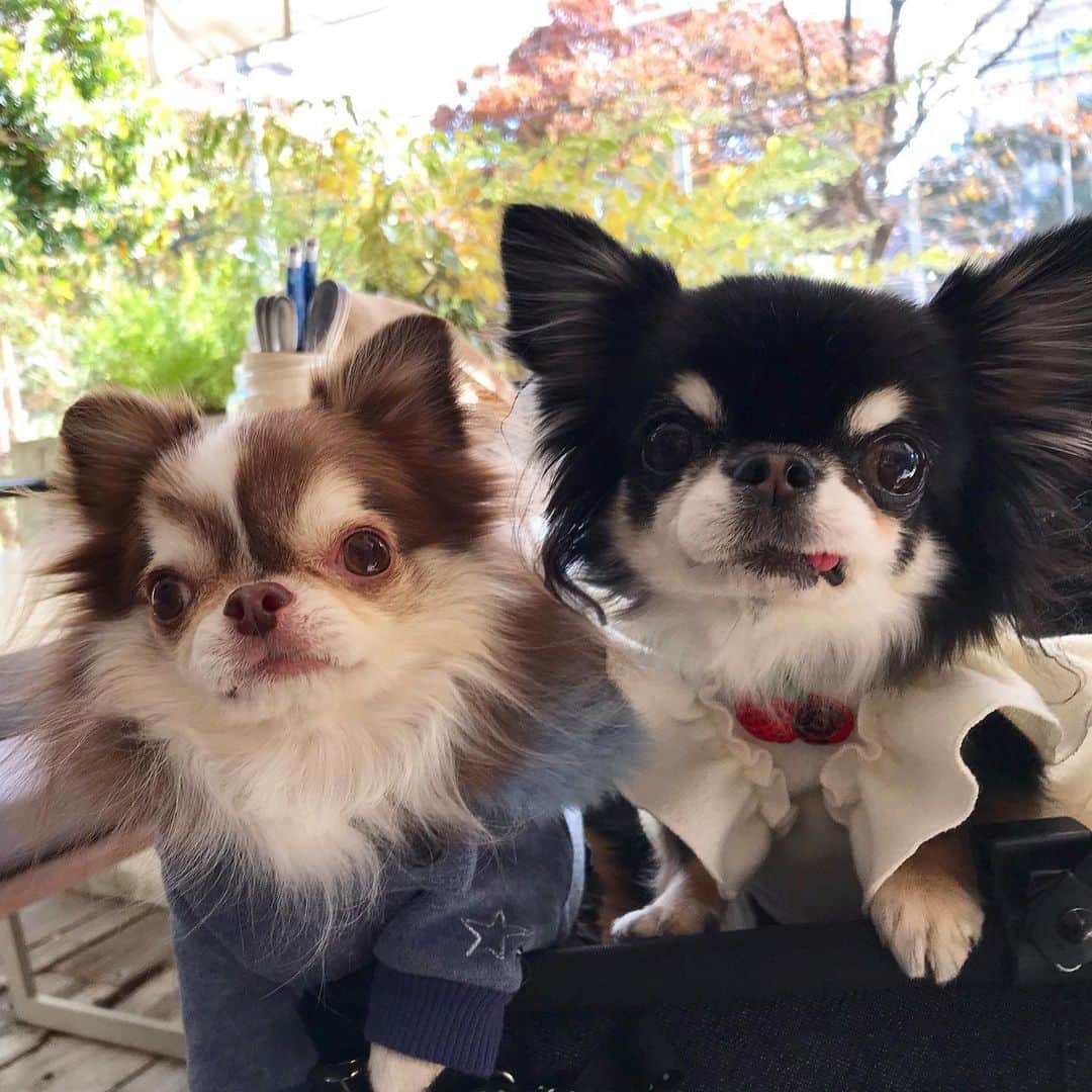 kayoのインスタグラム：「* * めろめろ最近 横舌チロ😋 * * Lychee💗Melon * * #chihuahua#chihuahualove#dogstgram#dog#instadog#チワワ#チワワ大好き * *」