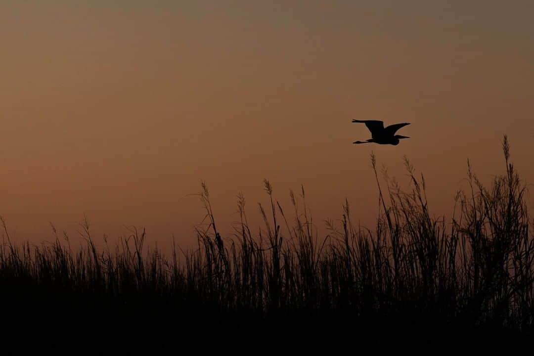 National Geographic Travelさんのインスタグラム写真 - (National Geographic TravelInstagram)「Photo by Matt Borowick @mborowick | The silhouette of a great blue heron is seen over Roanoke Sound in eastern North Carolina. Great blue herons can often be seen in nearby Jockey's Ridge State Park, which is home to the largest sand dunes on the U.S. East Coast. #birds #northcarolina #fall #wildlife #nature」11月21日 10時05分 - natgeotravel