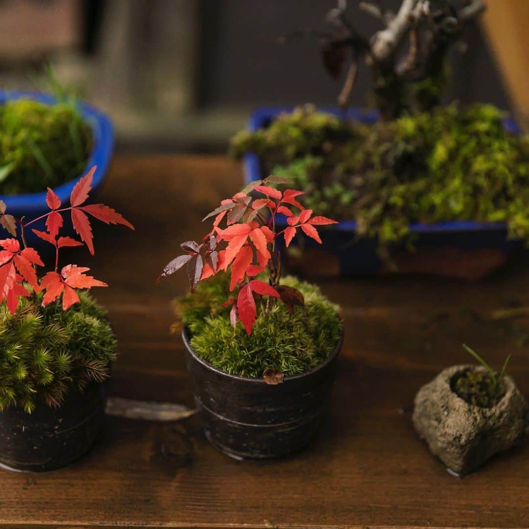 のインスタグラム：「・ 盆栽 | bonsai🍁 芸術の秋。The arts of autumn. ・ ・ #秋の江戸 #盆栽 #紅葉 #江戸の町並み #江戸の風景 #日本の風景 #江戸時代 #江戸ワンダーランド日光江戸村 #江戸ワンダーランド #日光江戸村 #日光 #江戸 #いざ江戸へドロン #koyo #autumn #japantrip #edoera #ig_japan #edo #beautifuljapan #japanese_history #instagramjapan #jp_gallery #edowonderland #nikko #japan #edo」
