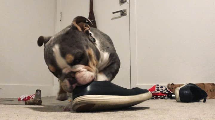 Bodhi & Butters & Bubbahのインスタグラム：「Naughty puppy 🙊 . . . . #naughty #puppy #bulldog #love #shoes #play #toy #dogsofinstagram #cute #boy #bestoftheday」