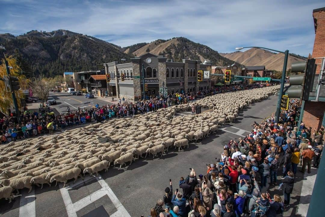 National Geographic Travelさんのインスタグラム写真 - (National Geographic TravelInstagram)「Photo by @Sofia_Jaramillo5 | Thousands of sheep parade through Ketchum, Idaho, during the Trailing of the Sheep Festival. The festival takes place every October and features dancing, sheepdog trials, wool classes, and lamb dinners. On parade day, close to 3,000 sheep march down Main Street in Ketchum on their way to lower winter pastures. For more photos from Idaho and sheepherding follow @sofia_jaramillo5. #sheep #festival #idaho」11月21日 2時06分 - natgeotravel