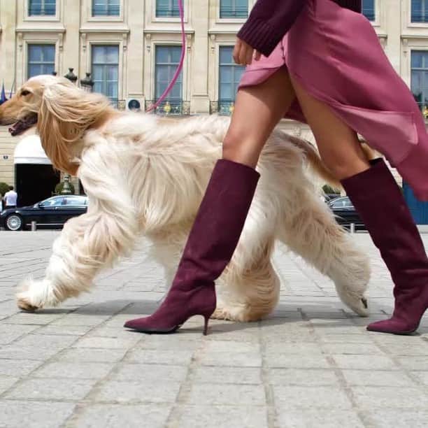 のインスタグラム：「Les bottes en cuir velours JAMIE 7 existent en noir.  The perfect pair of JAMIE 7 boots are available in black.  #FreeLanceparis #FreeLanceshoes #madeinFrance #fallwintercollection #dogs #bootsaddict」