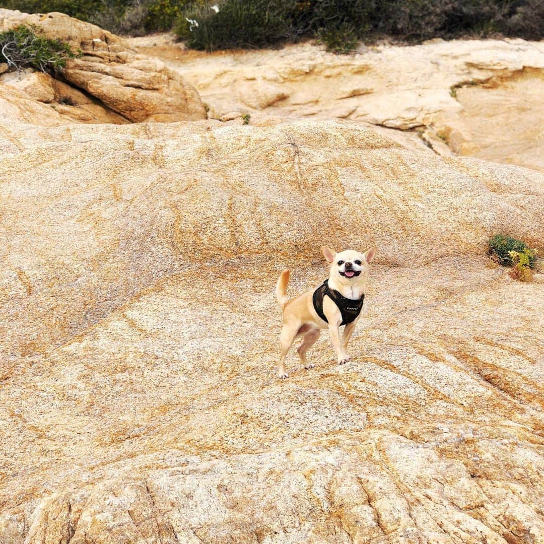 アリゼさんのインスタグラム写真 - (アリゼInstagram)「Happy 9 ma Galak🐕. . #birthday #chihuahua #ouionfêtelesanniversairesdenoschiens #bestfriend 💕」11月21日 3時31分 - alizeeofficiel