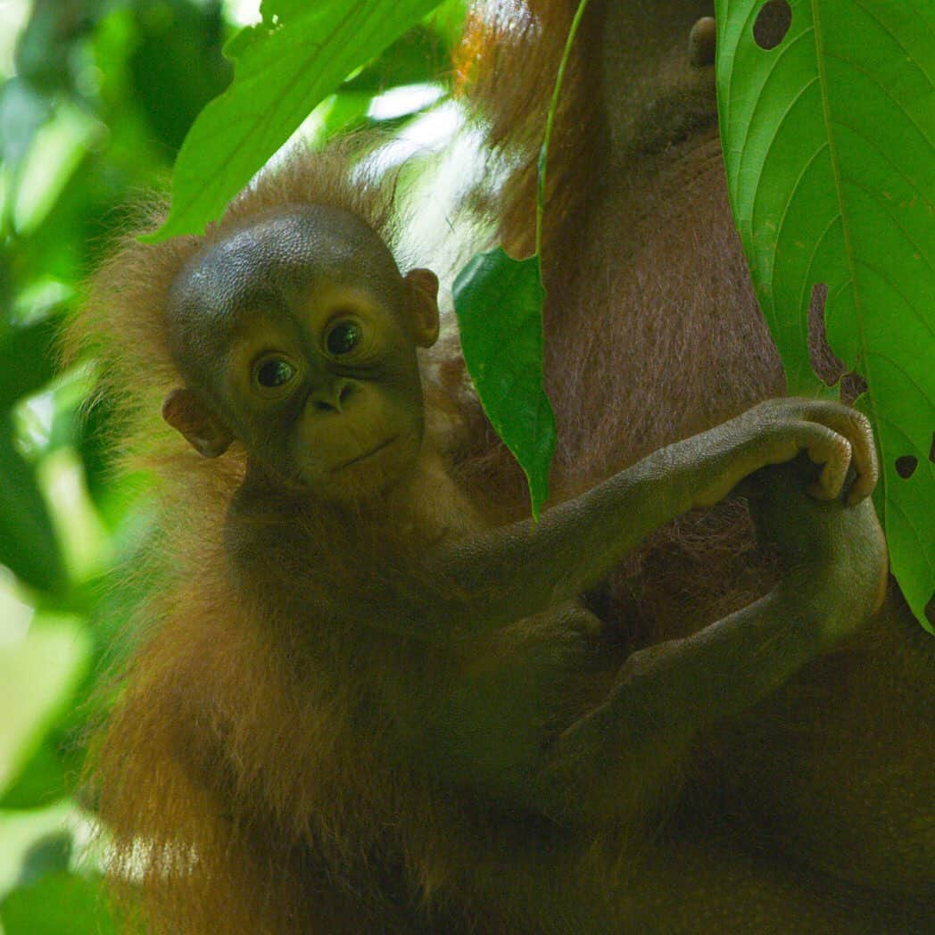 ナショナルジオグラフィックさんのインスタグラム写真 - (ナショナルジオグラフィックInstagram)「Photos by @timlaman | Wild baby orangutan update from Gunung Palung in Borneo: Baby Winnie was born in May, and I’ve been documenting her growth over at @timlaman so please check it out. In July, when photo 1 was taken, she never left her mother's body. By October (photos 2 and 3) she was five months old and started exploring (photo 2), and even trying to grab fruits (photo 3). Winnie is the daughter of Walimah, the most famous orangutan in researcher Cheryl Knott’s 25-year- long study in Gunung Palung and the subject of the NatGeo Wild film “Mission Critical: Orangutan on the Edge.” Bornean orangutans are critically endangered, so every baby born in the wild is precious. Learn more at @saveGPorangutans. See how I shot these images @TimLaman. #orangutan #GunungPalung #GunungPalungNationalPark. #Borneo #Indonesia.」11月21日 4時38分 - natgeo