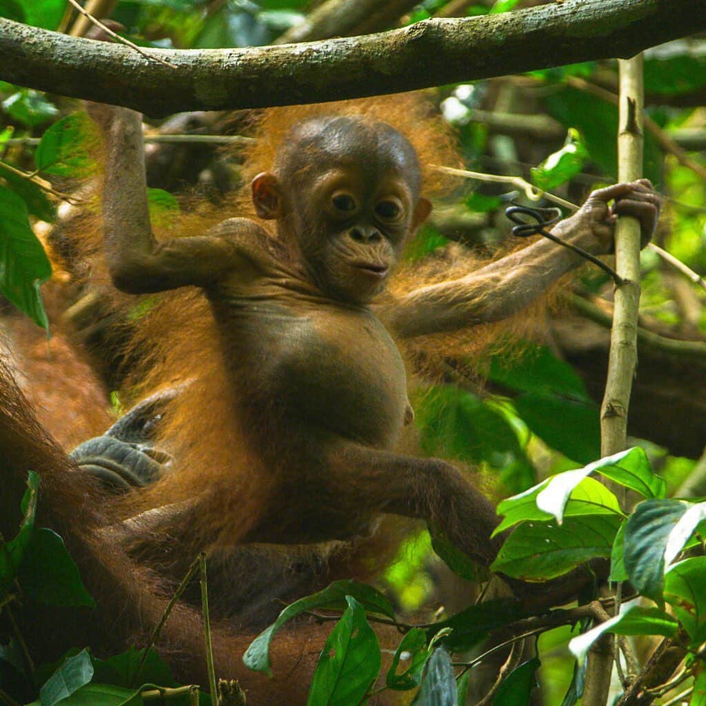 ナショナルジオグラフィックさんのインスタグラム写真 - (ナショナルジオグラフィックInstagram)「Photos by @timlaman | Wild baby orangutan update from Gunung Palung in Borneo: Baby Winnie was born in May, and I’ve been documenting her growth over at @timlaman so please check it out. In July, when photo 1 was taken, she never left her mother's body. By October (photos 2 and 3) she was five months old and started exploring (photo 2), and even trying to grab fruits (photo 3). Winnie is the daughter of Walimah, the most famous orangutan in researcher Cheryl Knott’s 25-year- long study in Gunung Palung and the subject of the NatGeo Wild film “Mission Critical: Orangutan on the Edge.” Bornean orangutans are critically endangered, so every baby born in the wild is precious. Learn more at @saveGPorangutans. See how I shot these images @TimLaman. #orangutan #GunungPalung #GunungPalungNationalPark. #Borneo #Indonesia.」11月21日 4時38分 - natgeo