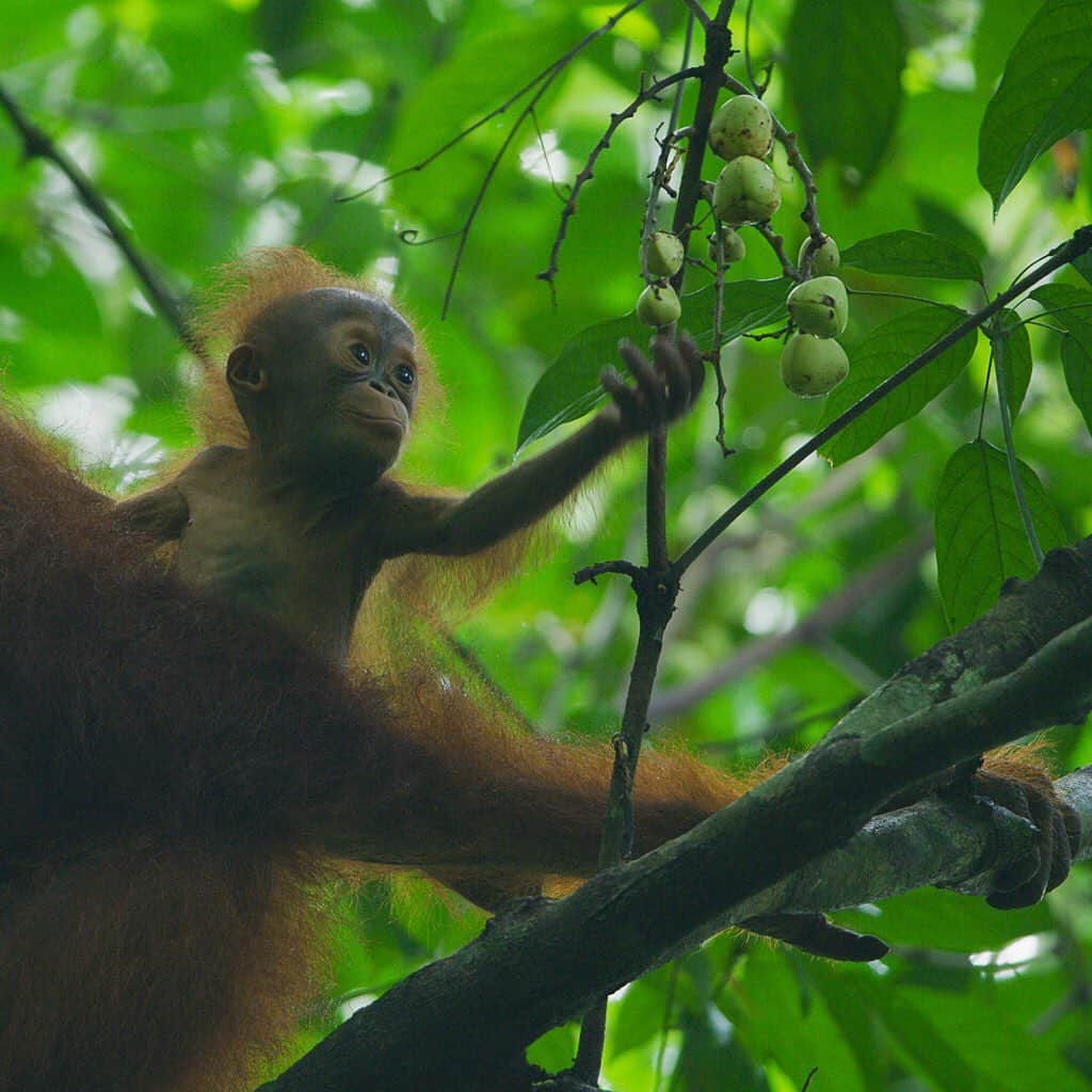 ナショナルジオグラフィックさんのインスタグラム写真 - (ナショナルジオグラフィックInstagram)「Photos by @timlaman | Wild baby orangutan update from Gunung Palung in Borneo: Baby Winnie was born in May, and I’ve been documenting her growth over at @timlaman so please check it out. In July, when photo 1 was taken, she never left her mother's body. By October (photos 2 and 3) she was five months old and started exploring (photo 2), and even trying to grab fruits (photo 3). Winnie is the daughter of Walimah, the most famous orangutan in researcher Cheryl Knott’s 25-year- long study in Gunung Palung and the subject of the NatGeo Wild film “Mission Critical: Orangutan on the Edge.” Bornean orangutans are critically endangered, so every baby born in the wild is precious. Learn more at @saveGPorangutans. See how I shot these images @TimLaman. #orangutan #GunungPalung #GunungPalungNationalPark. #Borneo #Indonesia.」11月21日 4時38分 - natgeo