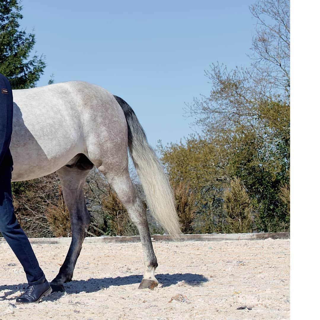 フロレンティーノさんのインスタグラム写真 - (フロレンティーノInstagram)「¿Damos un paseo a caballo? | Nueva editorial en nuestra web  #florentino #linkinbio #FW1920 #menswear #equestrianstories #fall #linkinbio」11月21日 5時00分 - florentinomoda
