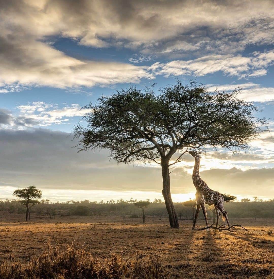 ナショナルジオグラフィックさんのインスタグラム写真 - (ナショナルジオグラフィックInstagram)「Photo by Charlie Hamilton James @chamiltonjames | //Supported by Nat Geo Society/Wyss Campaign for Nature committed to protecting 30% of the planet by 2030.// At dawn today on the plains of the Mara Naboisho Conservancy, a large male Maasai giraffe feeds on a balanite tree. Maasai giraffes, once common across East Africa, are now listed as endangered. This image was taken using a strobe light held from a nearby car that the giraffe was oblivious to. Shot with help from Stratton Hatfield #campaignfornature」11月21日 10時34分 - natgeo