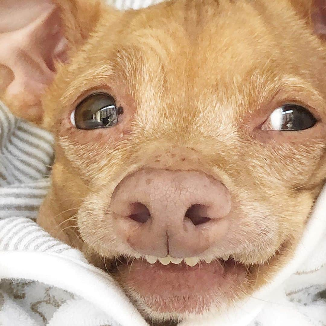 Tuna {breed:chiweenie} さんのインスタグラム写真 - (Tuna {breed:chiweenie} Instagram)「Pictured: Toons looking cosy and relaxed  Not pictured: Toons looking cosy and relaxed in my armpit.  Ps: Yes he’s wearing a robe, incase you are wondering 😂」11月21日 6時17分 - tunameltsmyheart