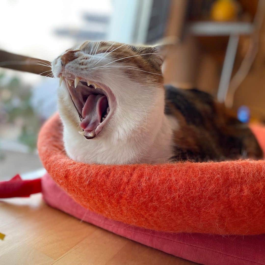 山田稔明さんのインスタグラム写真 - (山田稔明Instagram)「おはよ。今日もきれいなあくび。 #ポチ実 #三毛猫」11月21日 7時53分 - toshiakiyamada