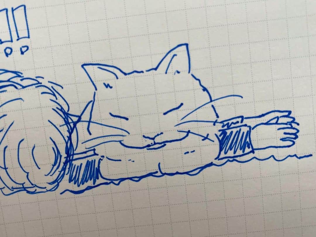 野本かりあのインスタグラム：「寒くなり布団の中に毎日入って一緒に寝るようになったルカ。 朝方、腕が重くて痛くて起きたら 両腕の上にて、香箱されてた。  おはようございます🌞 #lucarly #にゃんすたぐらむ」