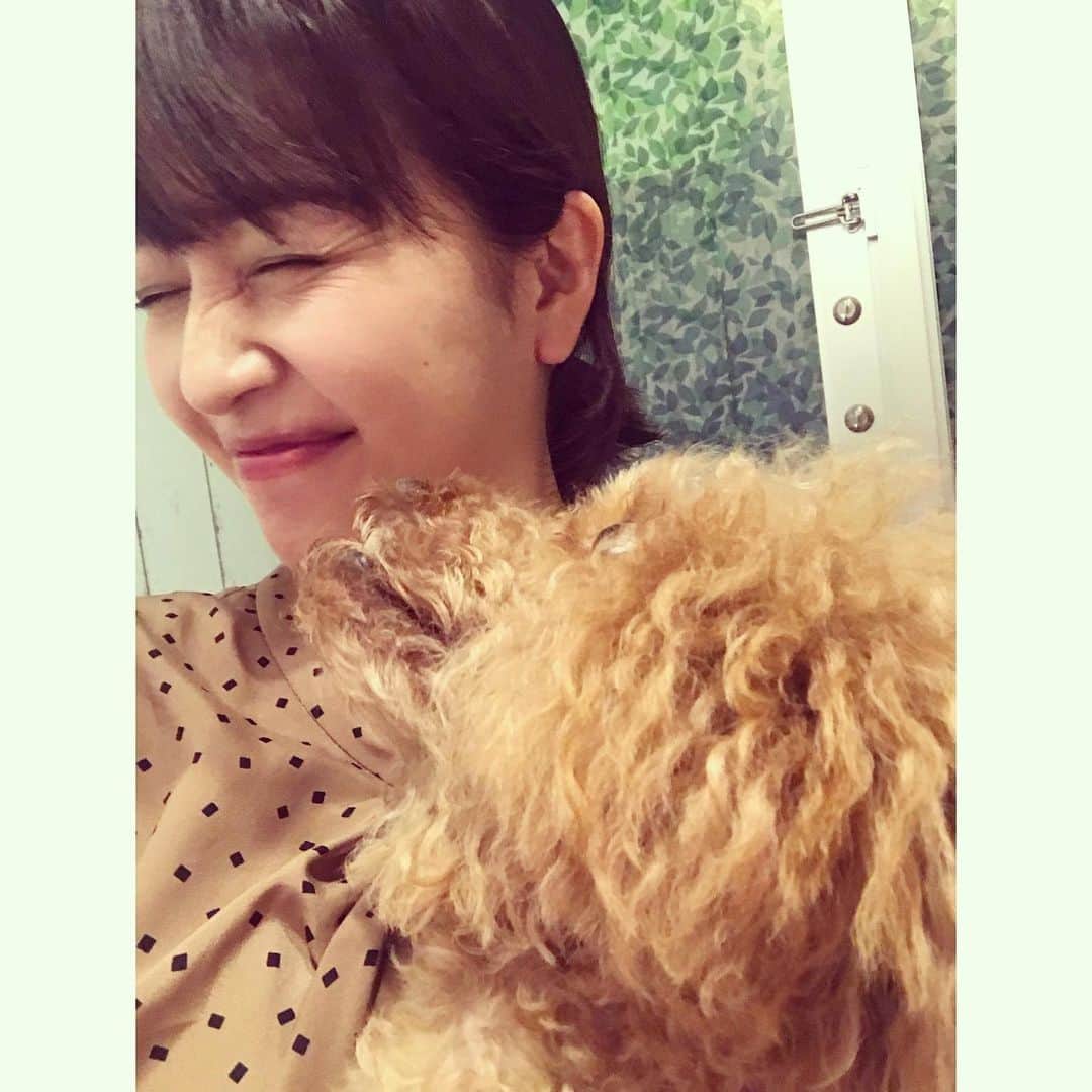 相内優香さんのインスタグラム写真 - (相内優香Instagram)「通っているネイルサロンには、いつも2匹のトイプードルがいるのです。 休日の癒し。  #モマちゃん #ちゃたろう #犬派」11月21日 18時30分 - yuuka_aiuchi