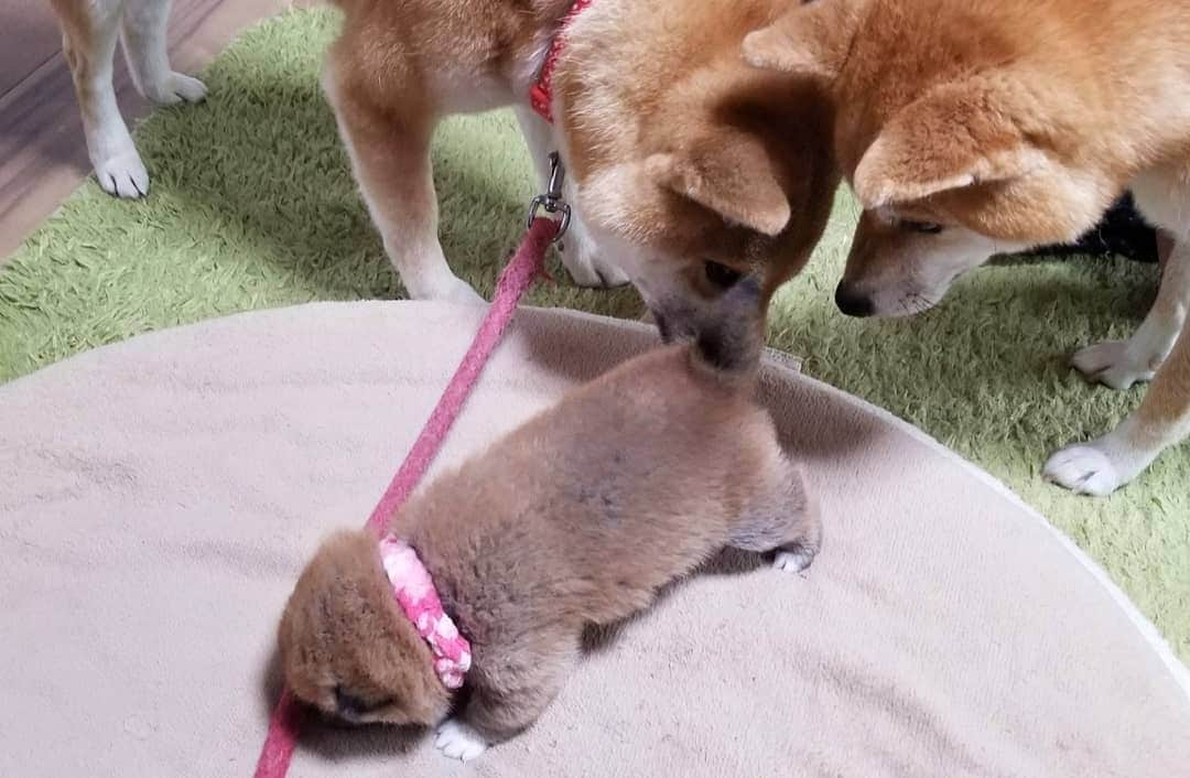 柴犬たま Shibainu Tamaのインスタグラム