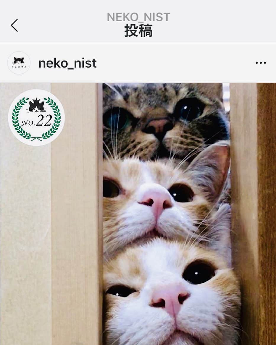 midoriさんのインスタグラム写真 - (midoriInstagram)「. . @neko_nist  さま主催. .  京都マルイで行われた『ねこにすと12』で、投票結果22位いただきました❤️ . .  ありがとうございました❤️❤️. . .  #ねこ#ネコ#にゃんすたぐらむ#猫好き #保護猫 #サンデイ#rakutenpet #sippo #ピクネコ#ペコねこ部#ねこ部 #nyancon01  #catstagram#cats_of_instagram#catsofinstagram#kittycat#petsofinstagram#pet#instacat#bestmeow#meowbox #ilovecats #instagram #instagood #meow」11月21日 18時57分 - midorinotanbo