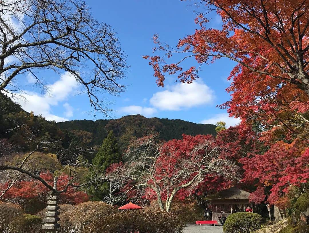 佐野優子さんのインスタグラム写真 - (佐野優子Instagram)「. 絶好の紅葉日和🍁 . 今年二度目の白龍園へ⚘⚘⚘ . 贅沢な時間を過ごせました◟̆◞̆ ❁ @hakuryuen  ありがとうございました。 . #白龍園 #紅葉 #二ノ瀬　#京都観光 #紅葉日和 #宝来麻紀子 さん」11月21日 19時05分 - yuko12345